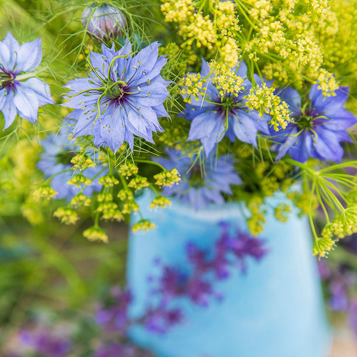 Nigella damascena 'Miss Jekyll' Seeds