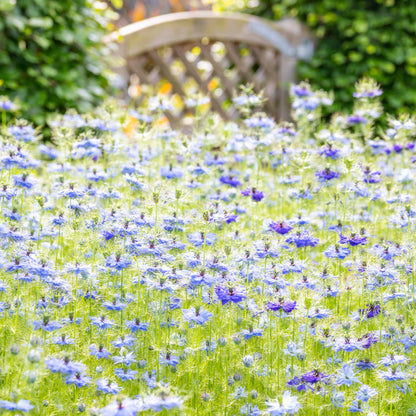 Nigella damascena 'Miss Jekyll' Seeds