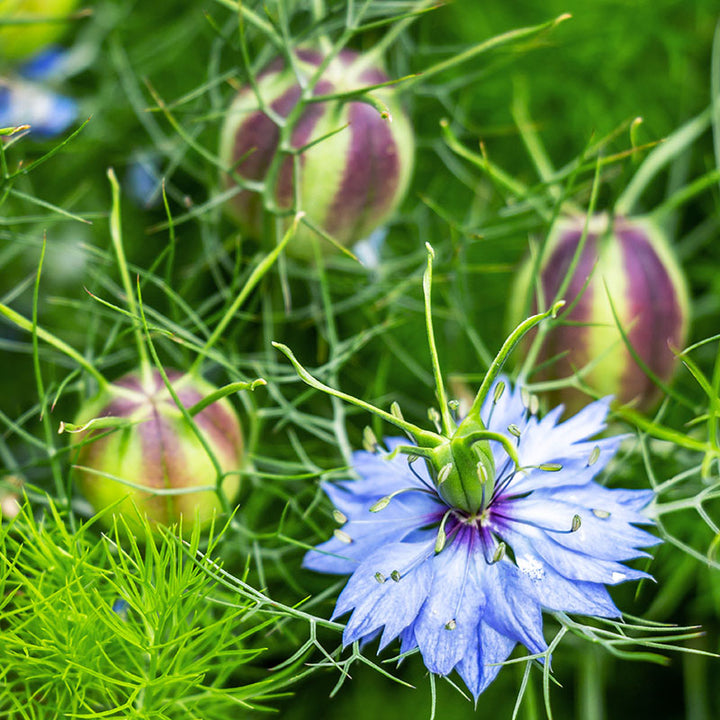 Nigella damascena 'Miss Jekyll' Seeds