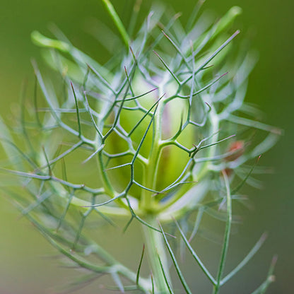 Nigella damascena 'Miss Jekyll' Seeds