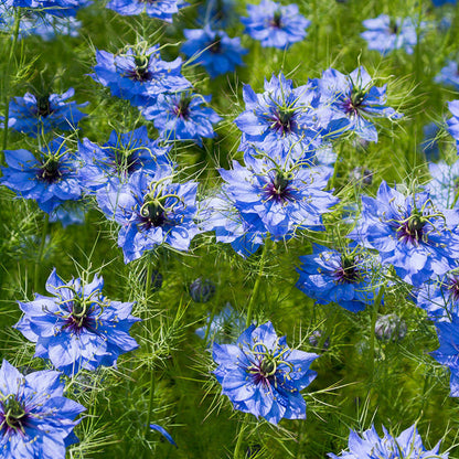 Nigella damascena 'Miss Jekyll' Seeds