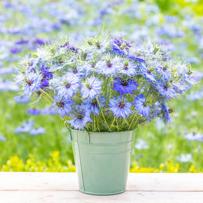 Nigella damascena 'Miss Jekyll' Seeds