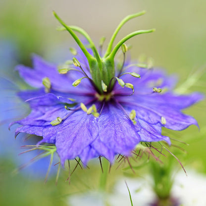 Nigella damascena 'Persian Jewels' Seeds