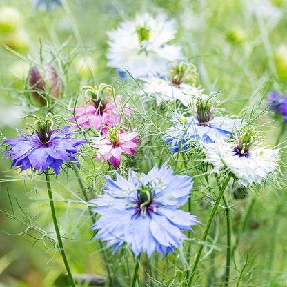 Nigella damascena 'Persian Jewels' Seeds
