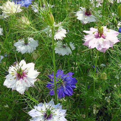 Nigella damascena 'Persian Jewels' Seeds