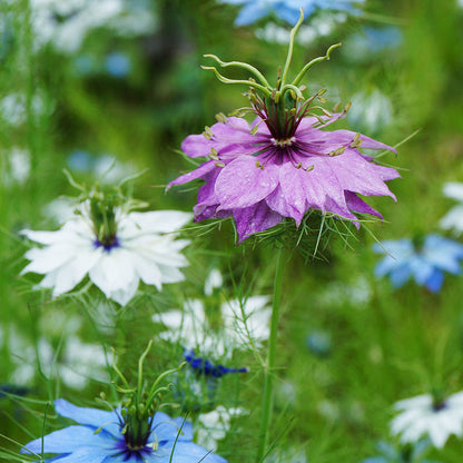 Nigella damascena 'Persian Jewels' Seeds