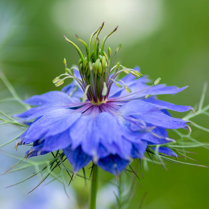 Nigella damascena 'Persian Jewels' Seeds