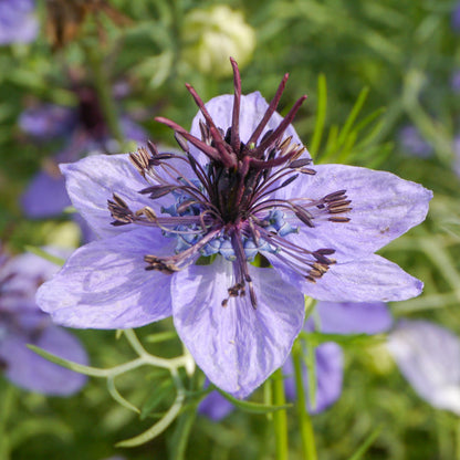 Nigella hispanica Seeds