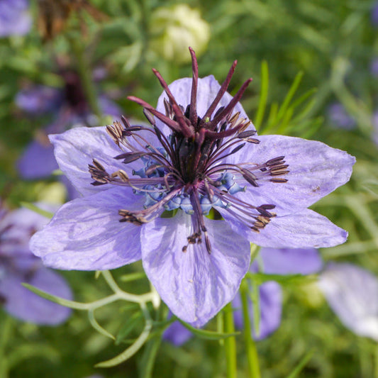 Nigella hispanica Seeds