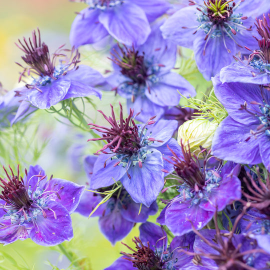 Nigella hispanica Seeds