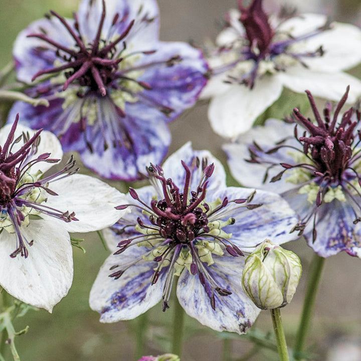 Nigella papillosa 'Delft Blue' Seeds