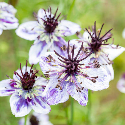 Nigella papillosa 'Delft Blue' Seeds