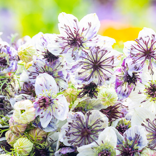 Nigella papillosa 'Delft Blue' Seeds