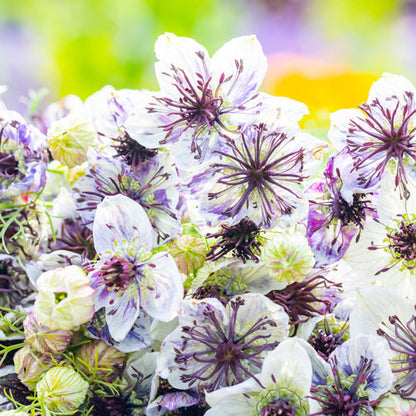 Nigella papillosa 'Delft Blue' Seeds