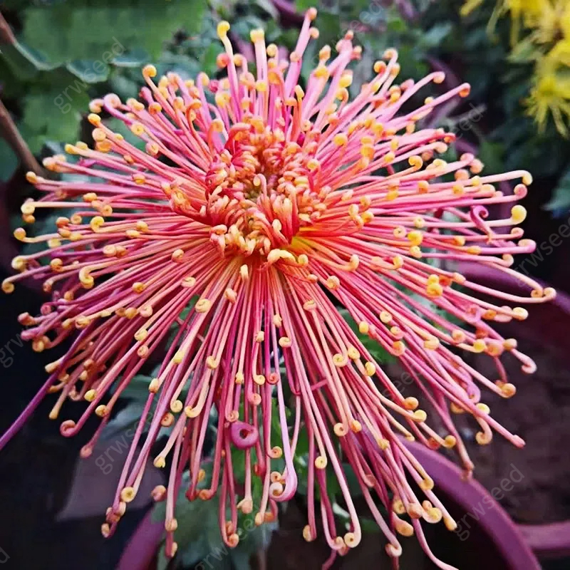 🔥Hot sale🌸Royal Spider Chrysanthemum Seeds