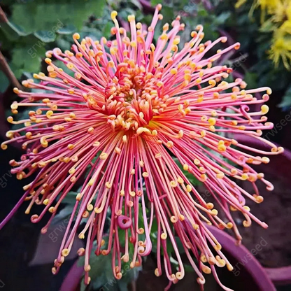 🔥Hot sale🌸Royal Spider Chrysanthemum Seeds