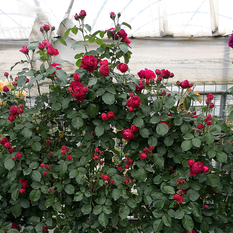Explosion Climbing Rose Seeds