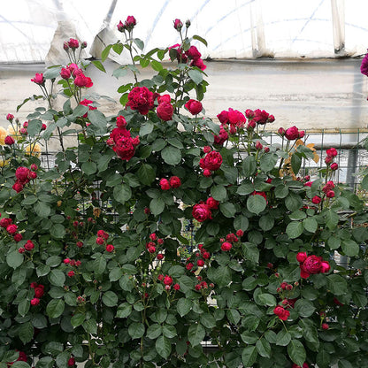 Explosion Climbing Rose Seeds