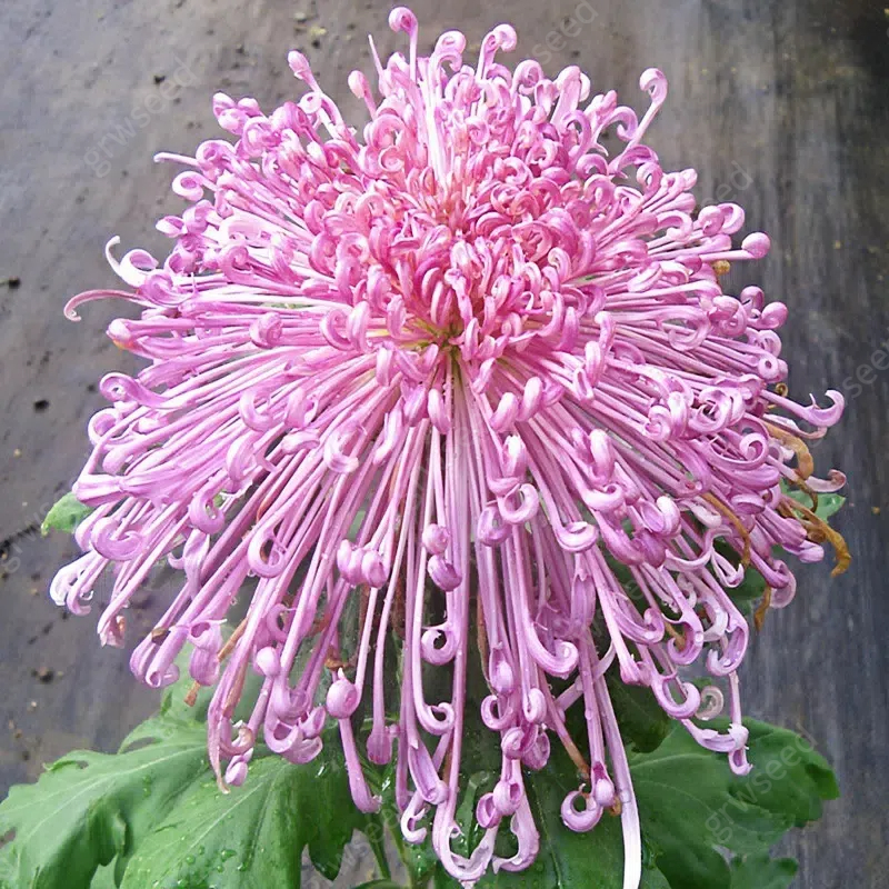 🔥Hot sale🌸Royal Spider Chrysanthemum Seeds
