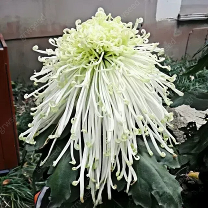 🔥Hot sale🌸Royal Spider Chrysanthemum Seeds