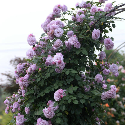 Purple Climbing Rose Seeds