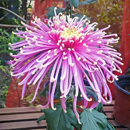 🔥Hot sale🌸Royal Spider Chrysanthemum Seeds