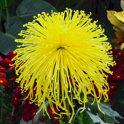 🔥Hot sale🌸Royal Spider Chrysanthemum Seeds