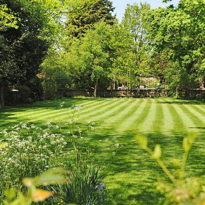 🏡EverGreen Perennial Ryegrass Seeds – Rapid Growth for Stunning Lawns