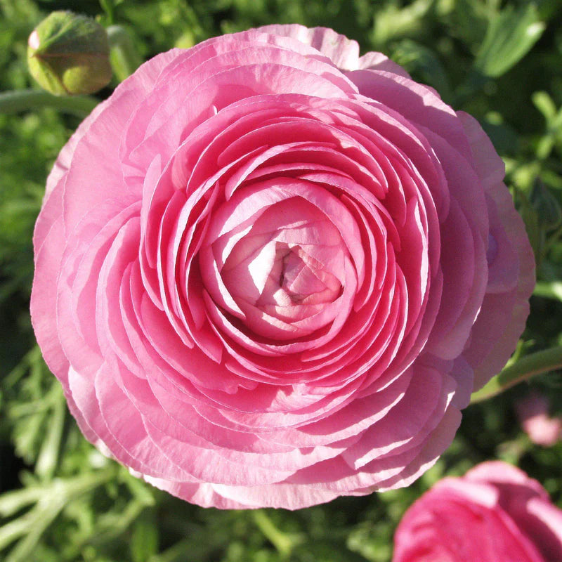 💐 Premium Ranunculus Flower Bulbs – Perfect for Containers or Beds