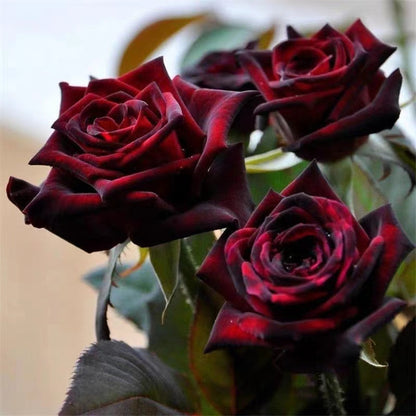 On sale！🌹🖤New for Spring🥰Black Buck Rose
