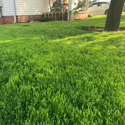 🏡EverGreen Perennial Ryegrass Seeds – Rapid Growth for Stunning Lawns
