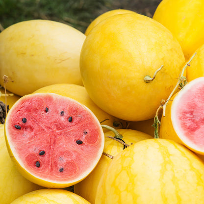 Golden Midget Watermelon Seeds