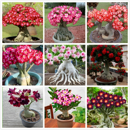 Desert Rose Seeds🌹Multiple Varieties🌈 Heat-Resistant✨