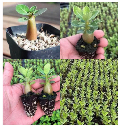 Desert Rose Seeds🌹Multiple Varieties🌈 Heat-Resistant✨