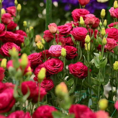 🔥Hot Sale 50% OFF🌱Eustoma Thornless Rose💐Lisanthus Seeds