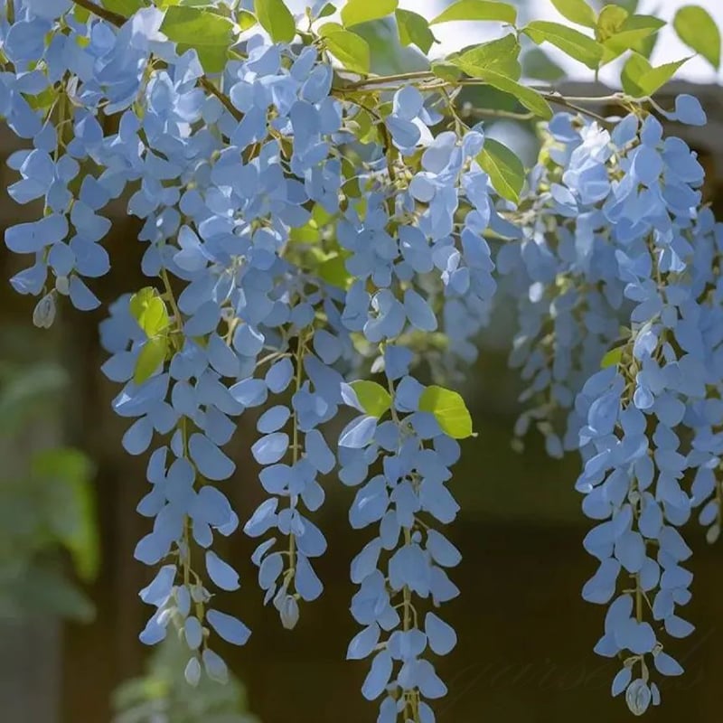 🌸Wisteria Seeds - The Garden’s Cascading Beauty All Year Round💗