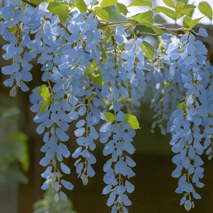🌸Wisteria Seeds - The Garden’s Cascading Beauty All Year Round💗