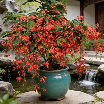 🔥50% Off Only Today🌸 Weeping Jasmine Seeds🌸