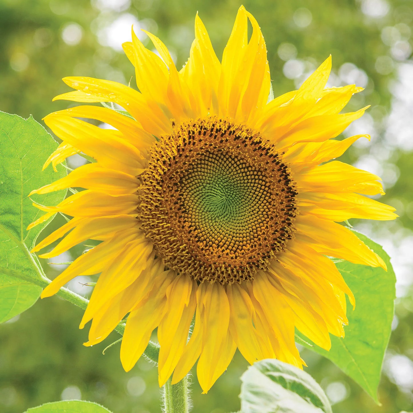 🌻🌻'Sunlight Giant' Sunflower Seeds - Yellow