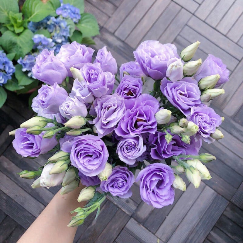 🔥Hot Sale 50% OFF🌱Eustoma Thornless Rose💐Lisanthus Seeds