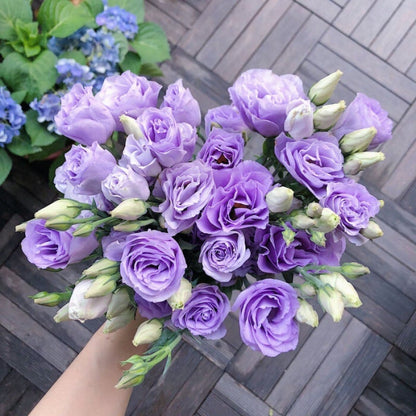 🔥Hot Sale 50% OFF🌱Eustoma Thornless Rose💐Lisanthus Seeds