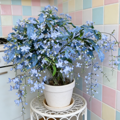 🔥50% Off Only Today🌸 Weeping Jasmine Seeds🌸