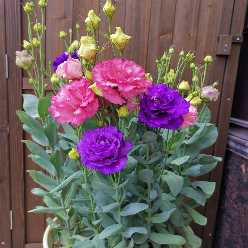 🔥Hot Sale 50% OFF🌱Eustoma Thornless Rose💐Lisanthus Seeds