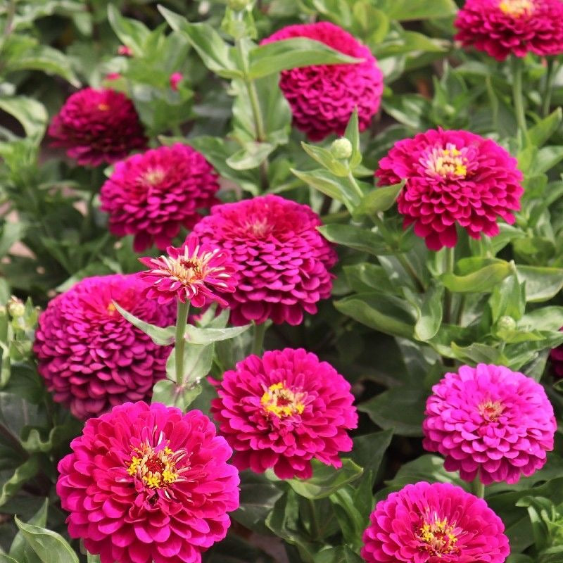 Double Zinnia Seeds Mix