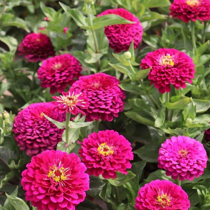 Double Zinnia Seeds Mix