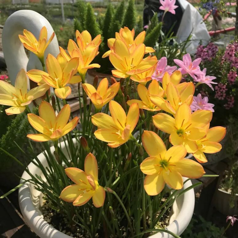 Premium Rain Lily Bulbs-Repeat-Blooming • Heat-Tolerant
