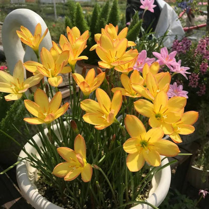 Premium Rain Lily Bulbs-Repeat-Blooming • Heat-Tolerant