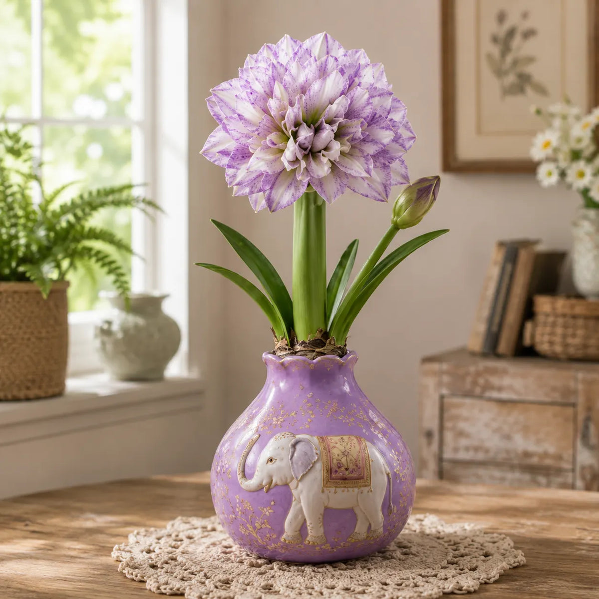 🌺 Waxed Double Amaryllis Bulbs | No Soil, No Routine Watering