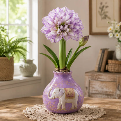 🌺 Waxed Double Amaryllis Bulbs | No Soil, No Routine Watering