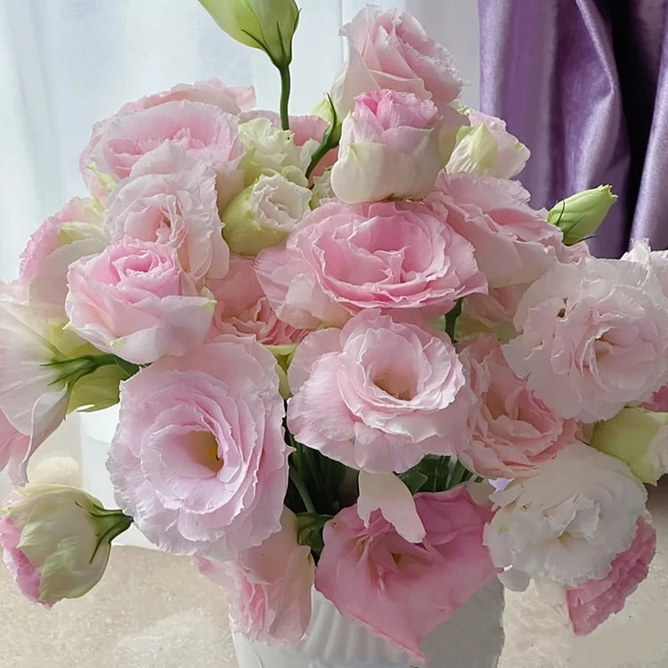 🔥Hot Sale 50% OFF🌱Eustoma Thornless Rose💐Lisanthus Seeds